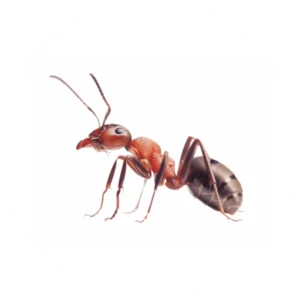 Ant removal and control service