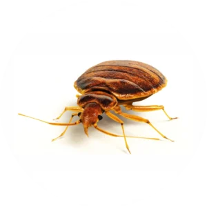 Bed bug removal and treatment service