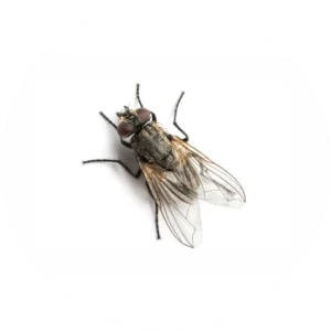 Fly removal and control service