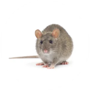 Mice removal and control service