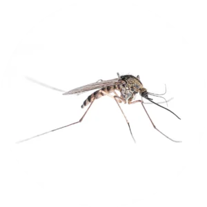 Mosquito control and removal service