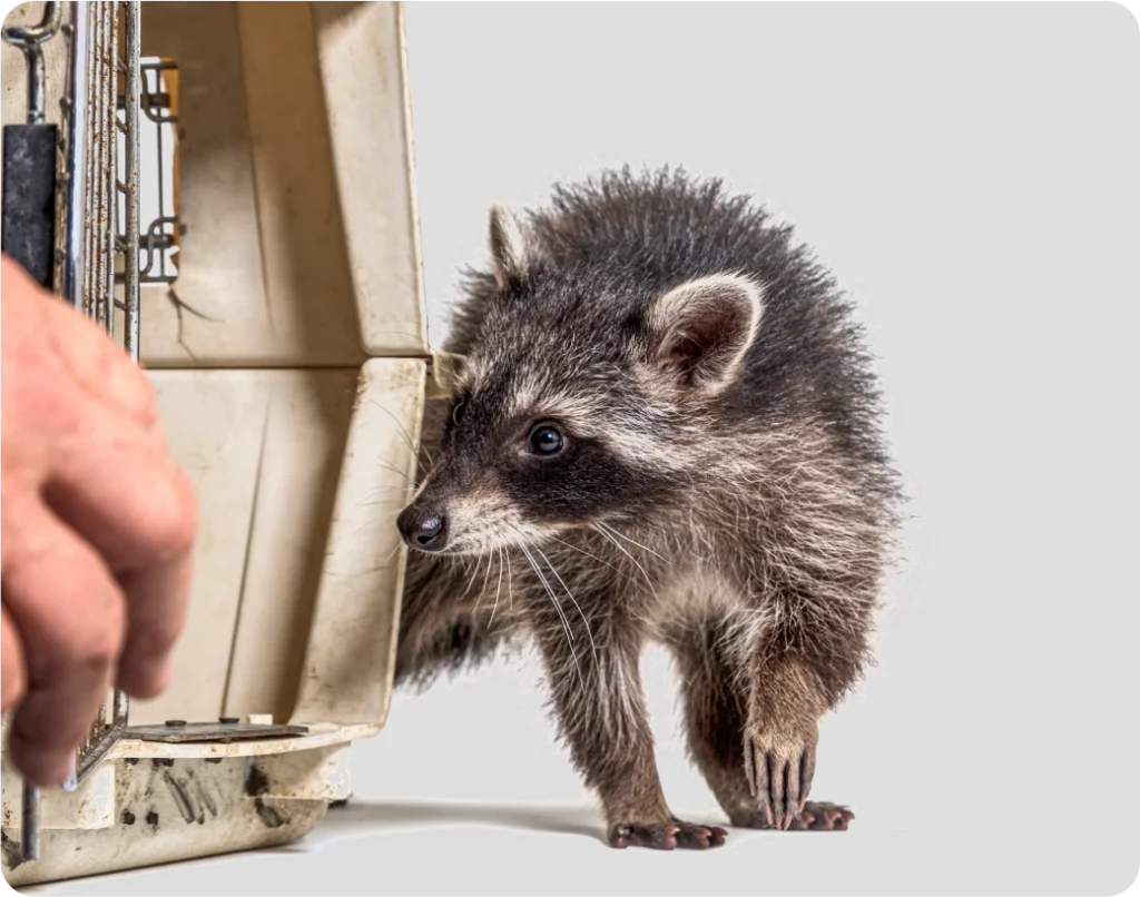 Professional and humane wildlife removal in Bradford