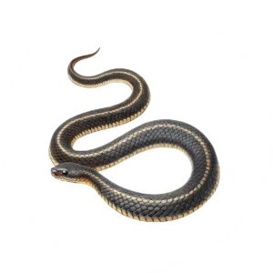 Snake removal service