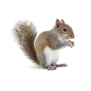 Squirrel removal service