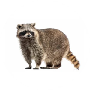 Wildlife control and removal service