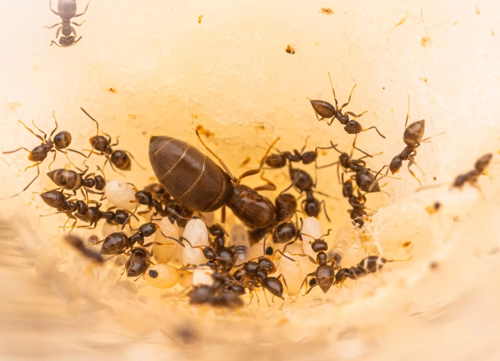 ants