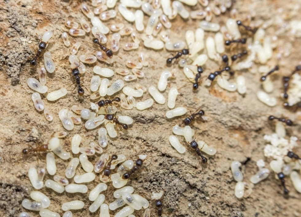 ants