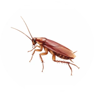 Cockroach control and extermination service