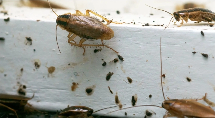 Molted Exoskeletons