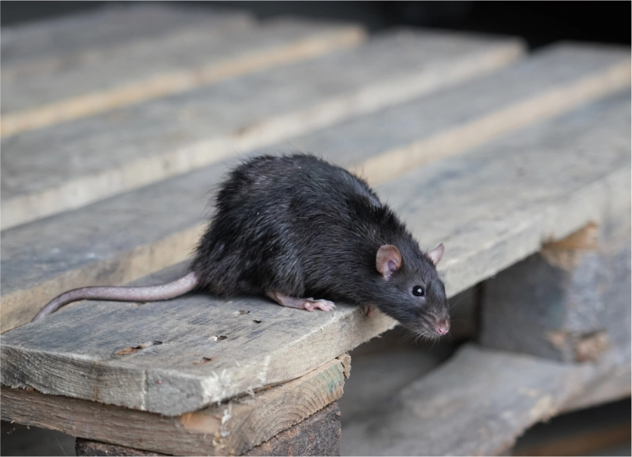 Norway Rats