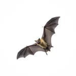 Bat removal service