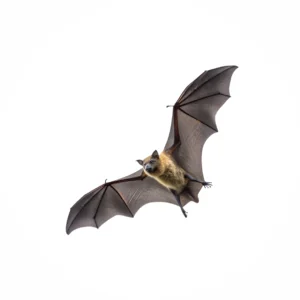Bat removal service