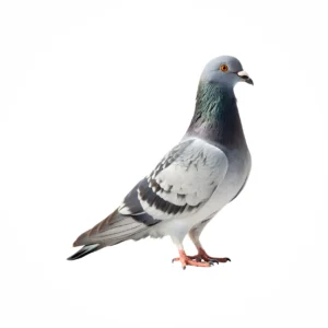 Bird control and removal service