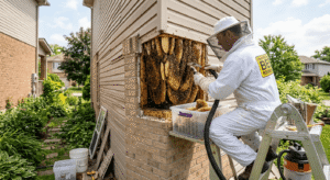 Bee Hive Removal